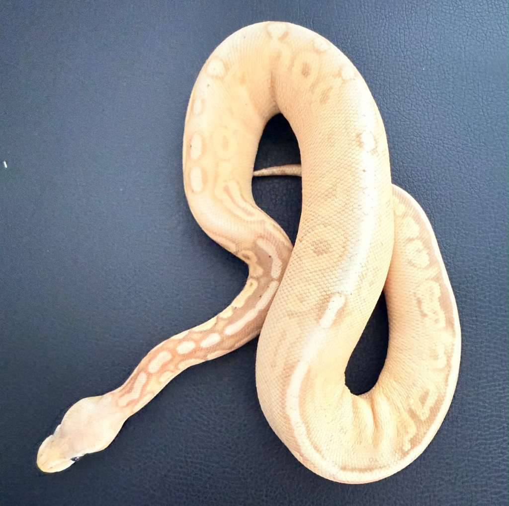 banana-pastel-cinnamon-het-pied-RD768QRWC9