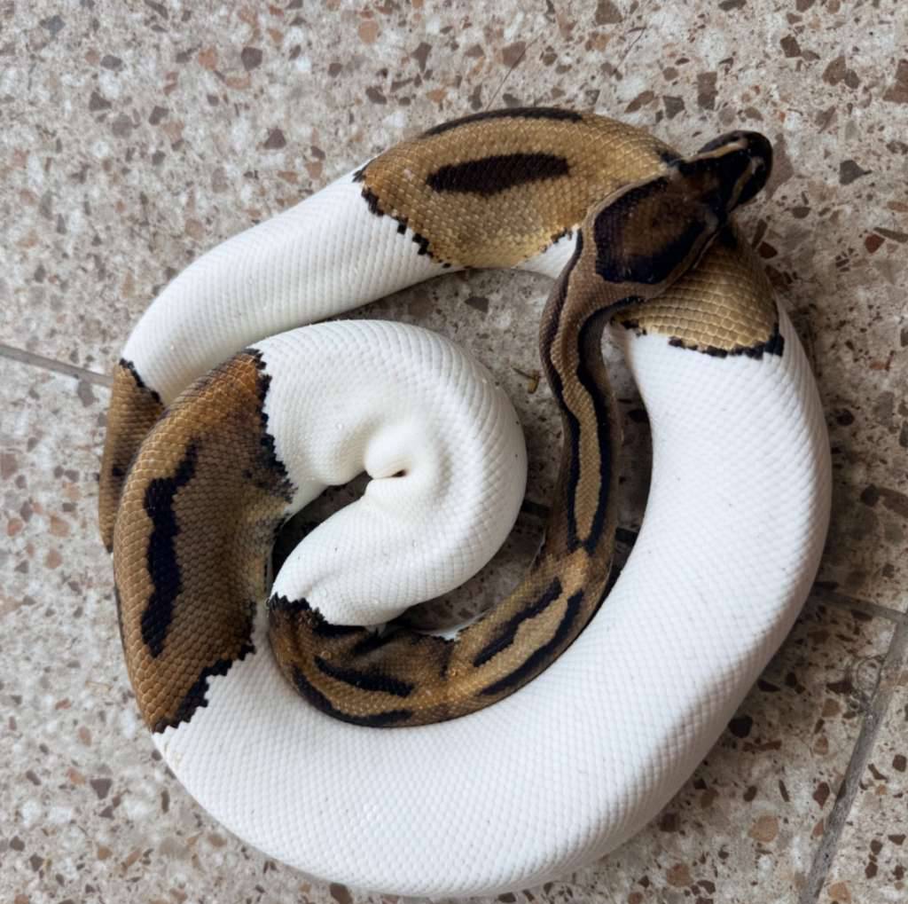 piebald-7W796X24TM