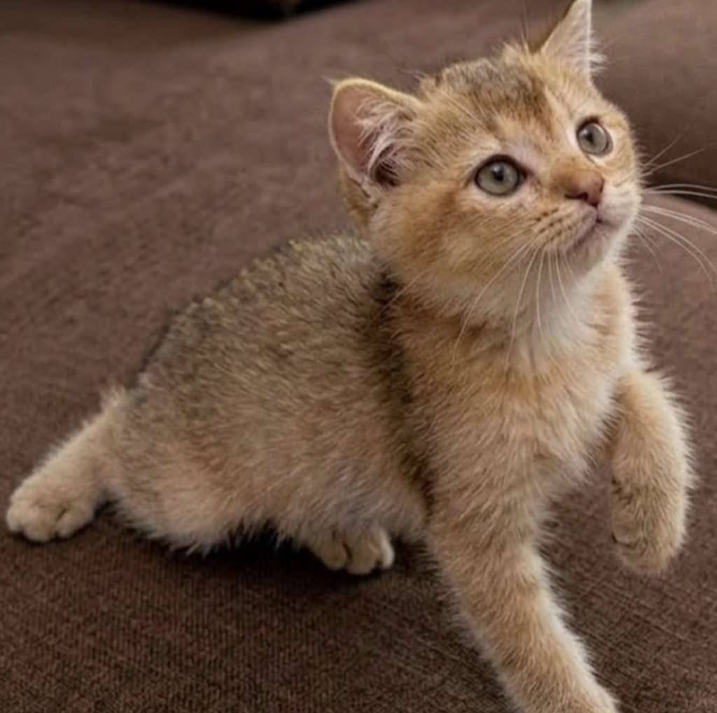kucing-kitten-british-shorthair-golden-female-541NIE7BI7