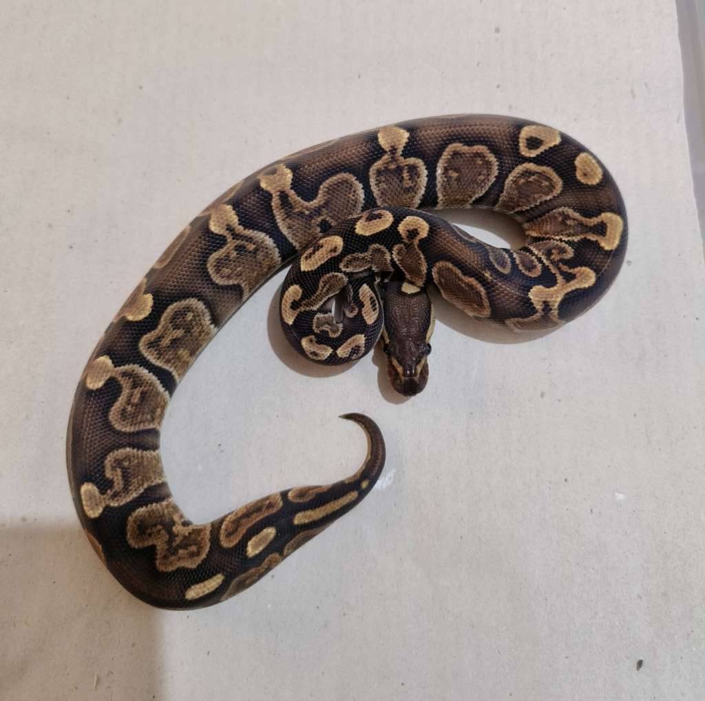 female-cinnamon-ghi-het-albino-WNA8H742MF