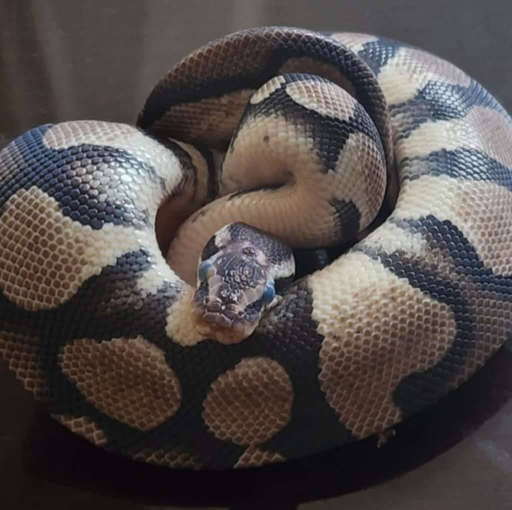 pastel-axanthic-vpi-WVOVZZOPE1