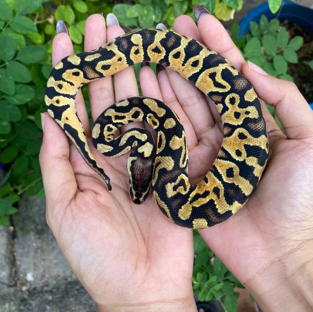 leopard-pastel-FBU6ZX4ZLD