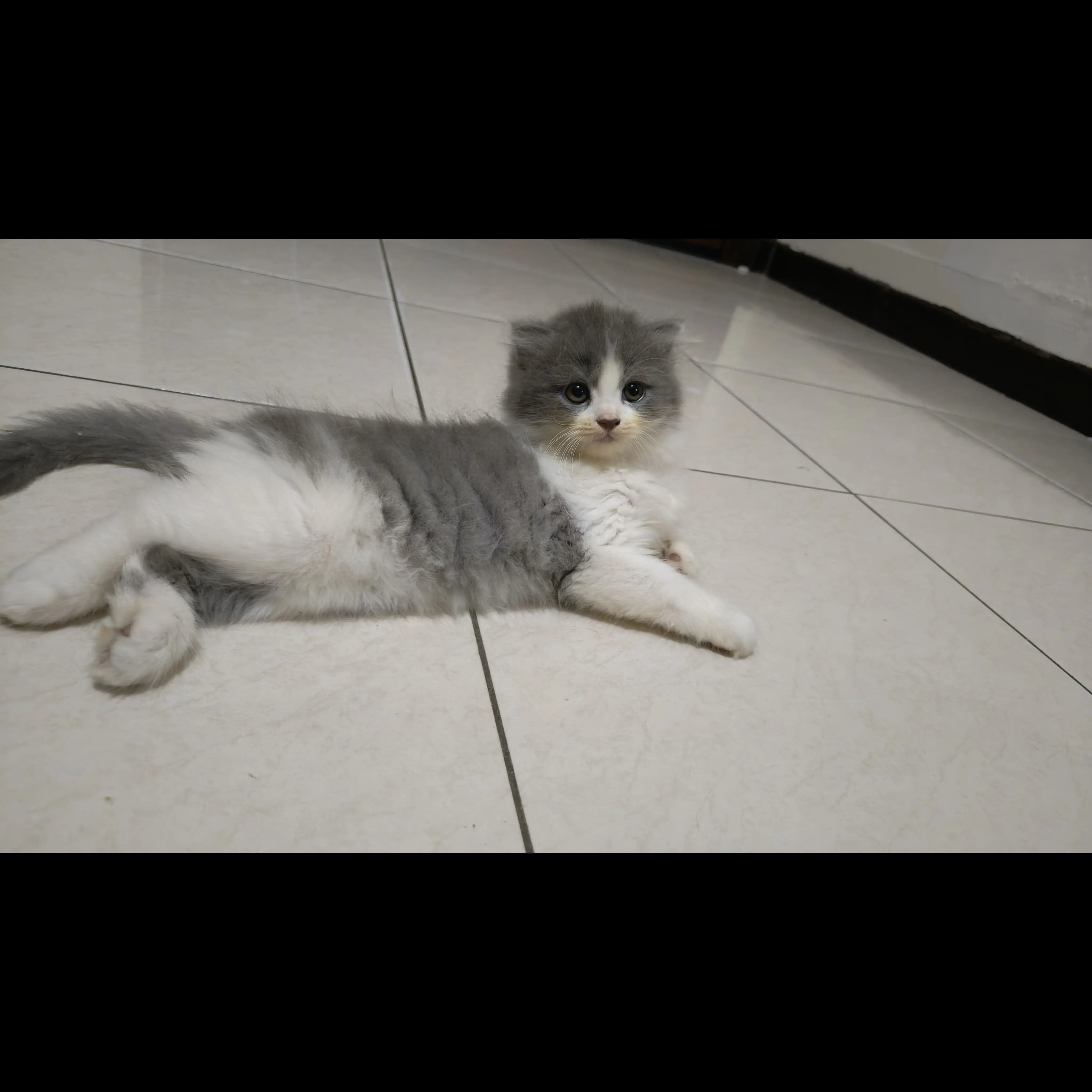 anak-kucing-kitten-bsh-munchkin-ns-gaelic--567N39H0CG
