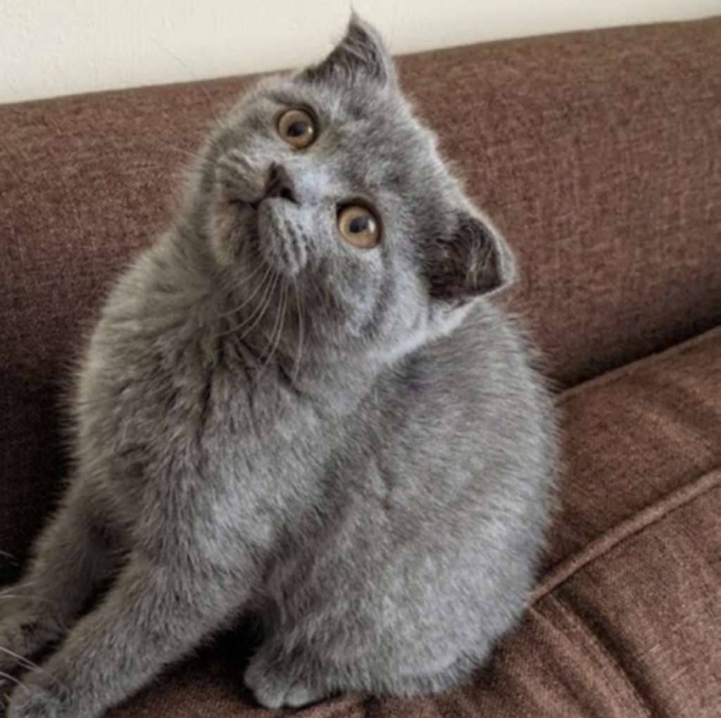 kucing-kitten-scottish-fold-bluesolid-pure-jantan-DYEMKZ5AM0