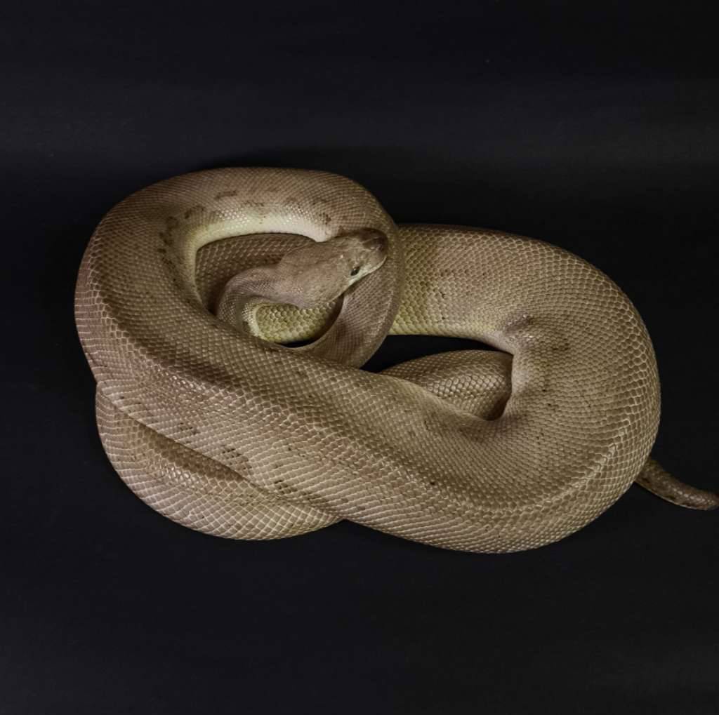 proven-black-pewter-clown-poss-orange-dream-4YHRRF6F77