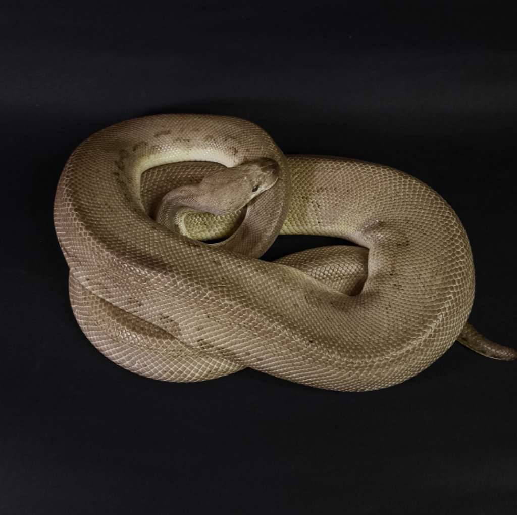 proven-black-pewter-clown-poss-orange-dream-OEQ31ZPVAJ