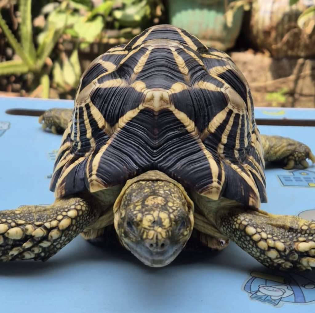 burmese-star-17cm-9MWNRTSPM4