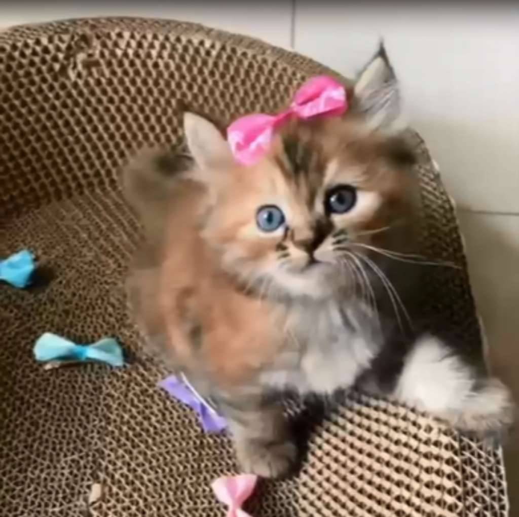 kitten-9BFNVI9ZP8