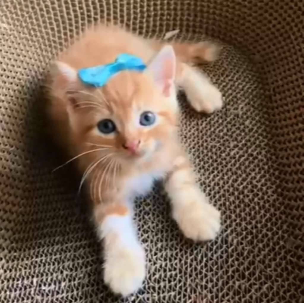 kitten-J858PX43UO