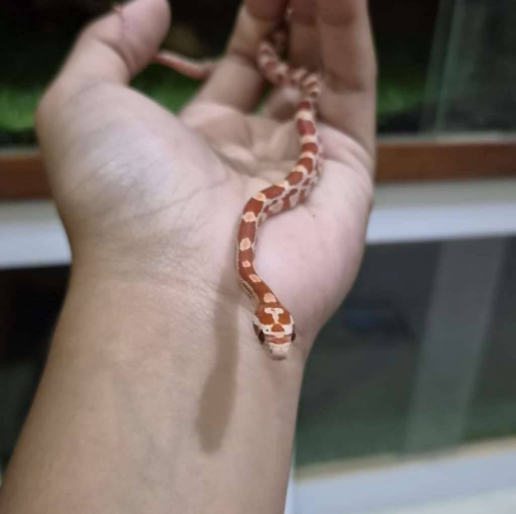 cornsnake-ultramel-het-snow-c02-U7RQR495Q8