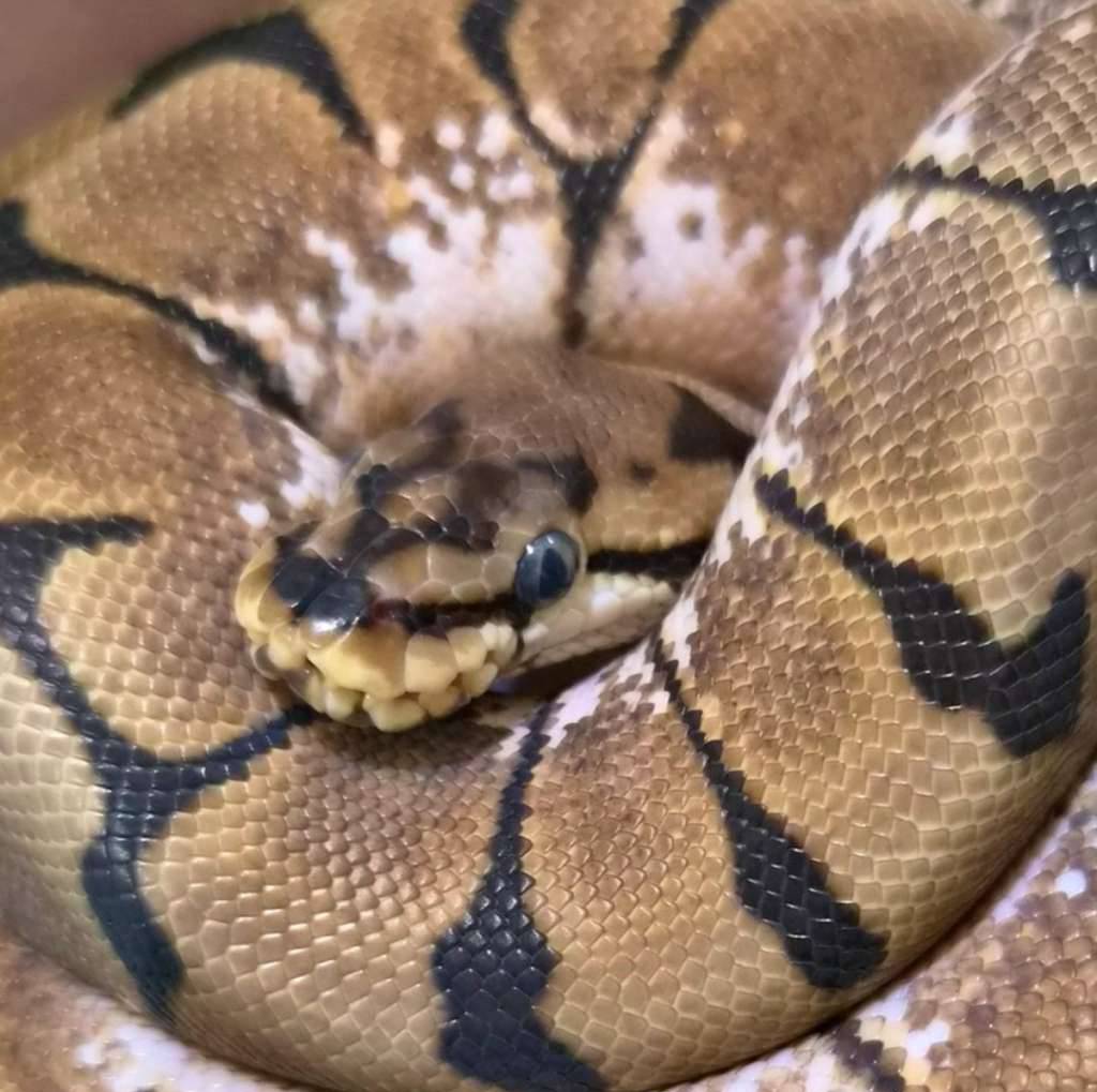 spider-enchi-stinger-bee-WEBHOX6P1G