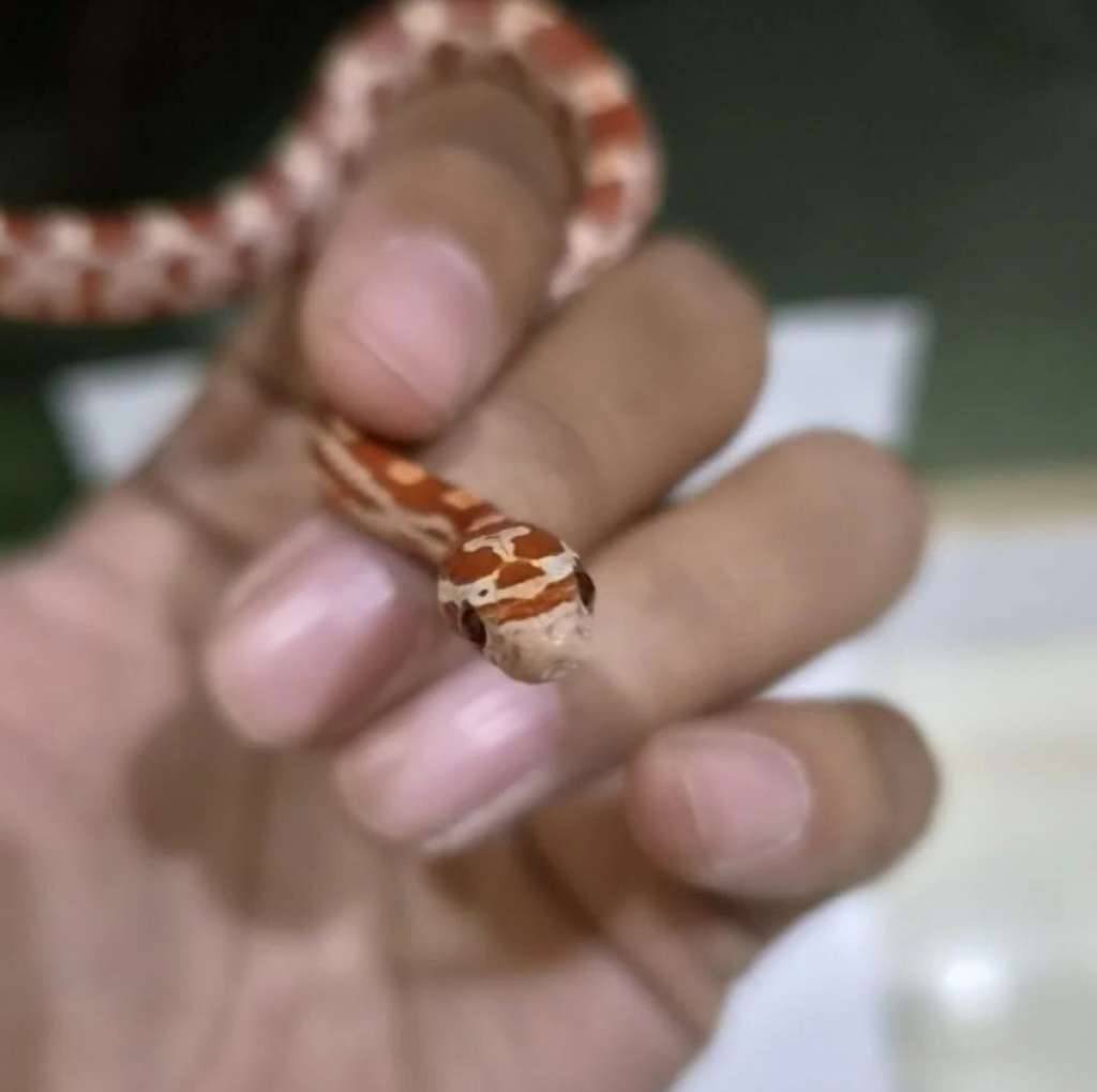 cornsnake-ultramel-het-snow-c01-XOBGMA0AYW