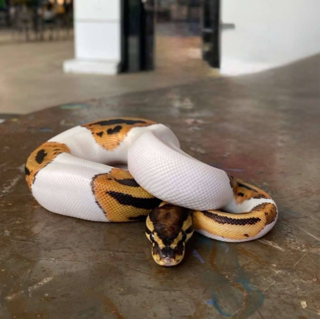 pied-ball-python-HHDFQW106M