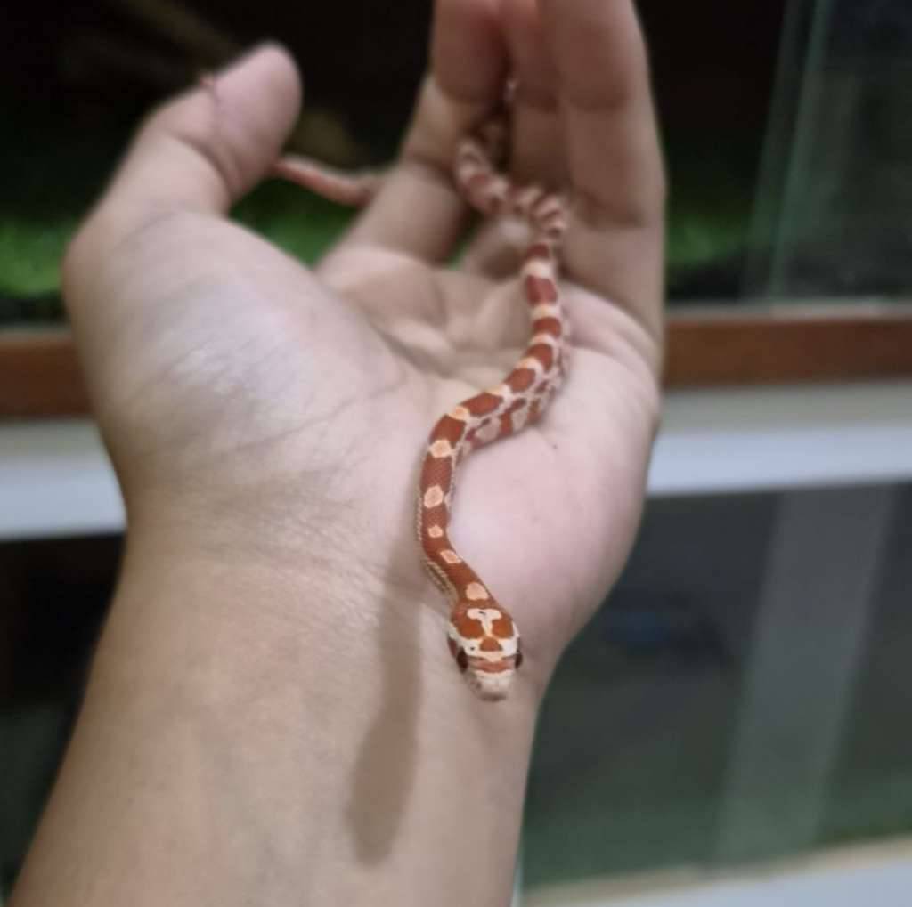 cornsnake-ultramel-het-snow-c02-IOP5OD1E0I