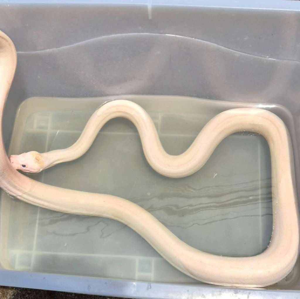 ivory-retic-het-albino-whitephase-3NHCK9I7WQ