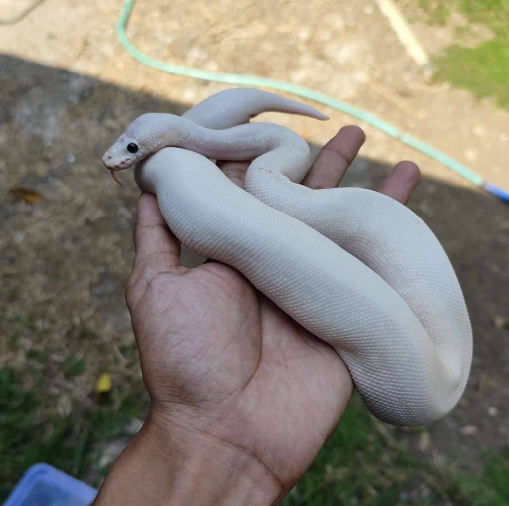 black-eyed-leucistic--lucy--NF3EKK7IRO