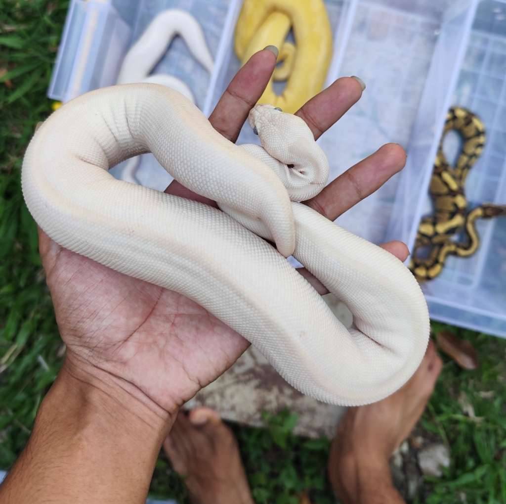 blue-eyed-leucistic--lucy--P7CUBTSAZ5