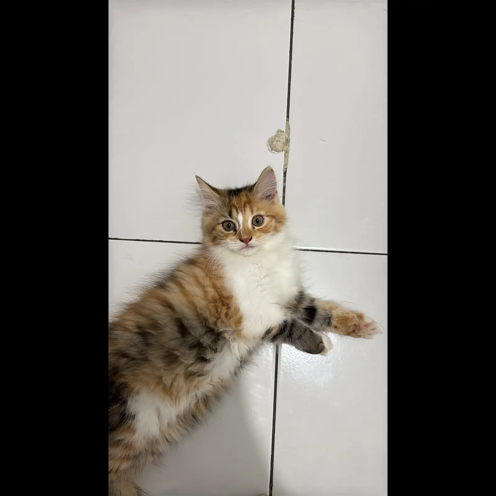 adopsi-kitten-persia--X3PAGC312H