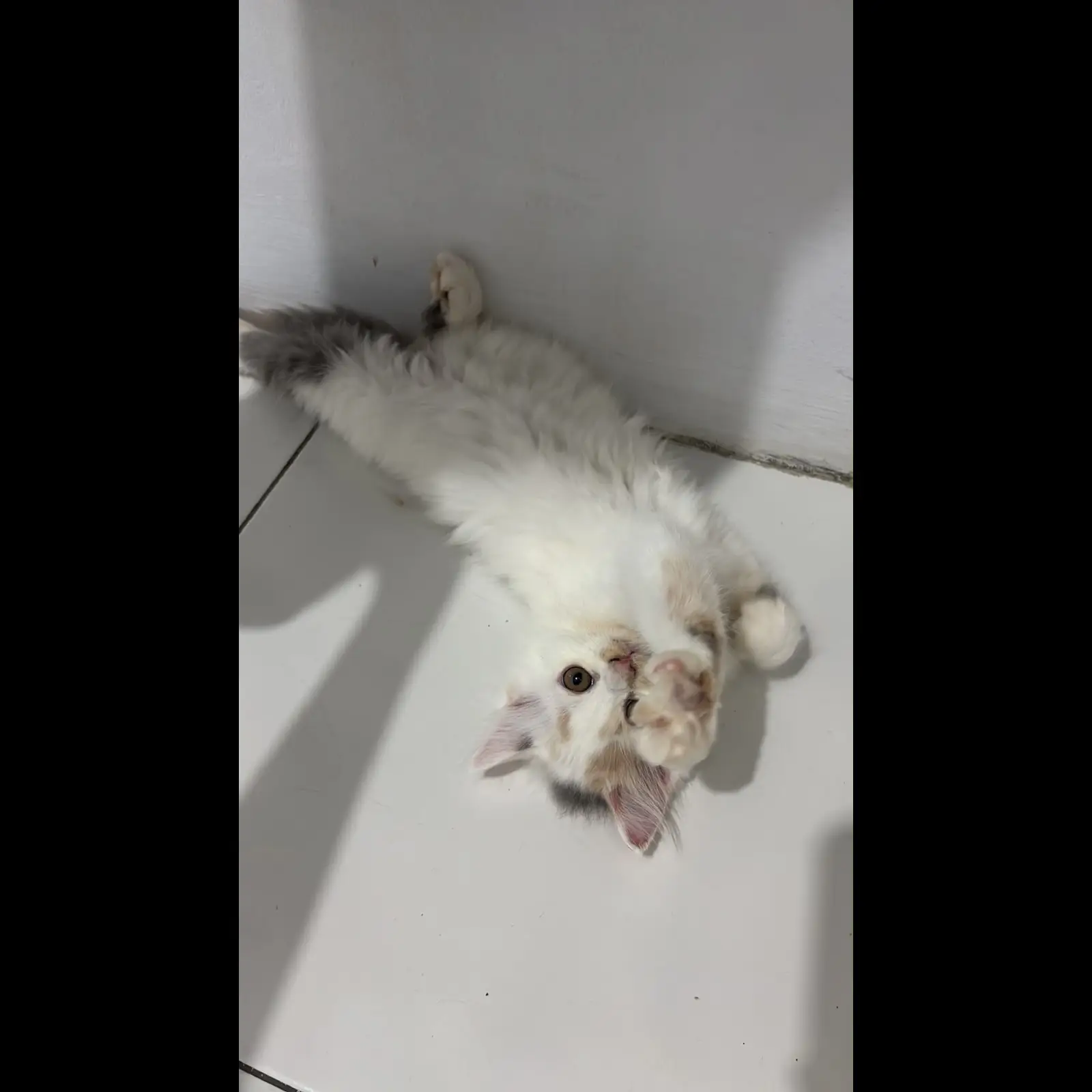 adopsi-kitten-persia-O9BH2DAHLF