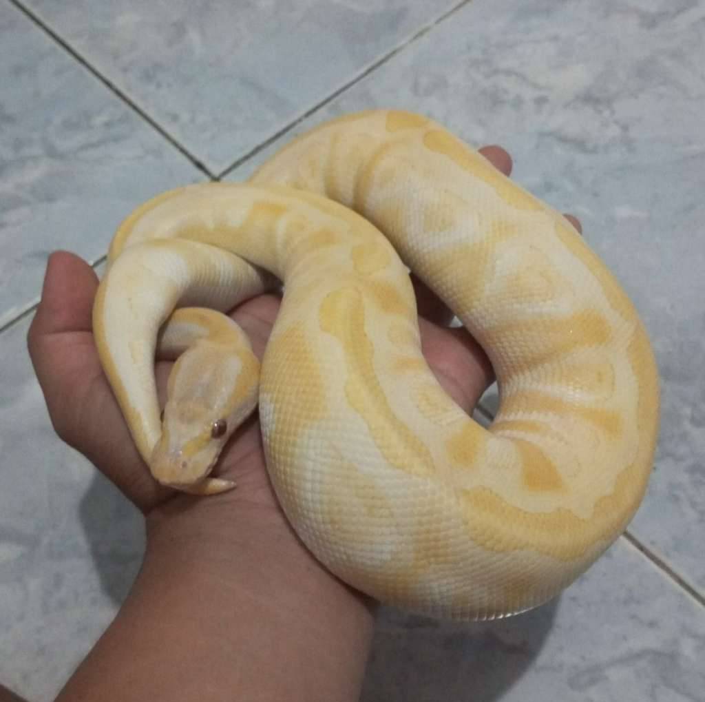 ball-python-mojave-lavender-YU0R6DUOI5