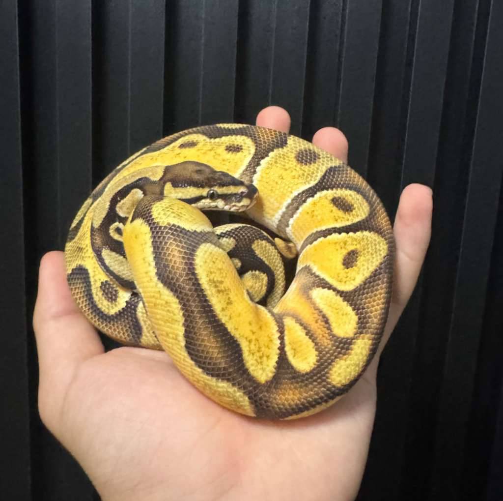 yellow-belly-orang-dream-het-pied-het-gstripe-poss-super-orange-dream-WQ5DSLDE8F