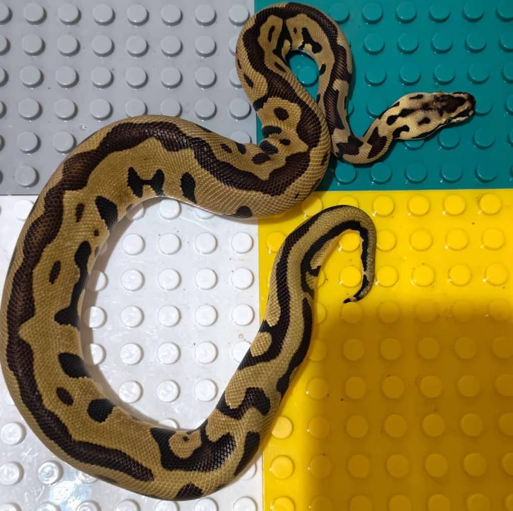 ball-python-leopar-enchi-pastel-het-clown-G7PSJ5DF83