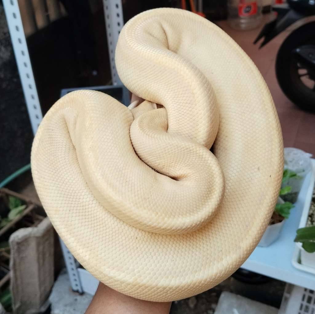 banana-champagne-AP7EAWLKLX