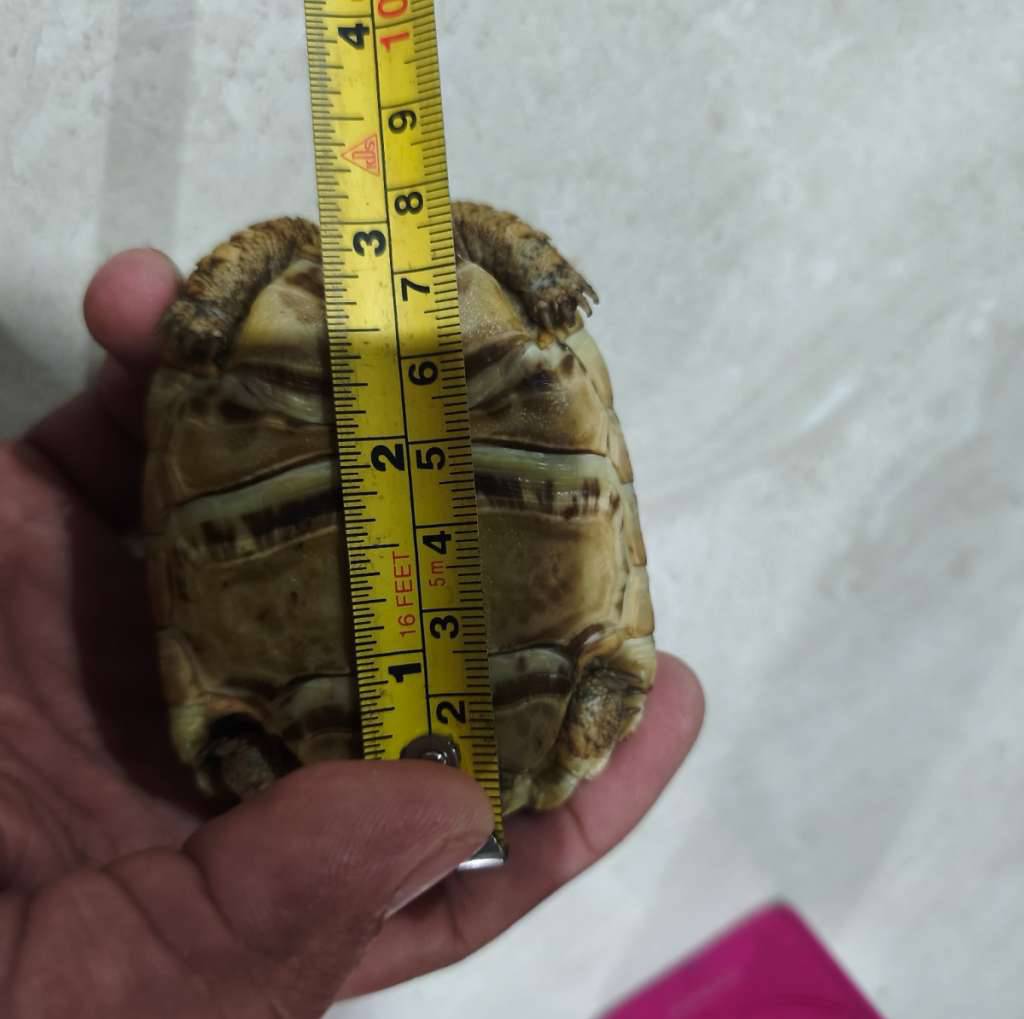 pardalis-tortoise-Y9CA0HQS10