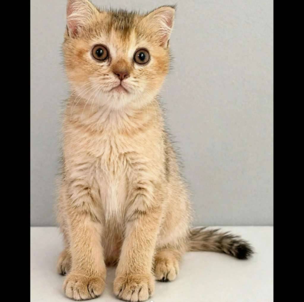 kucing-kitten-british-shorthair-golden-black-pure-female-54PKGPYK7K