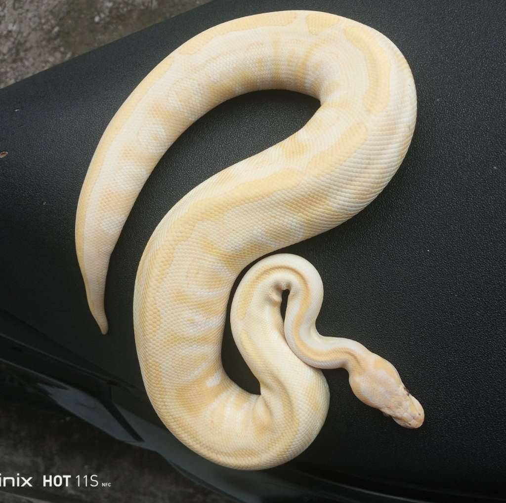 female-mojave-lavender-poss-het-pied-JYDBN6FTBT