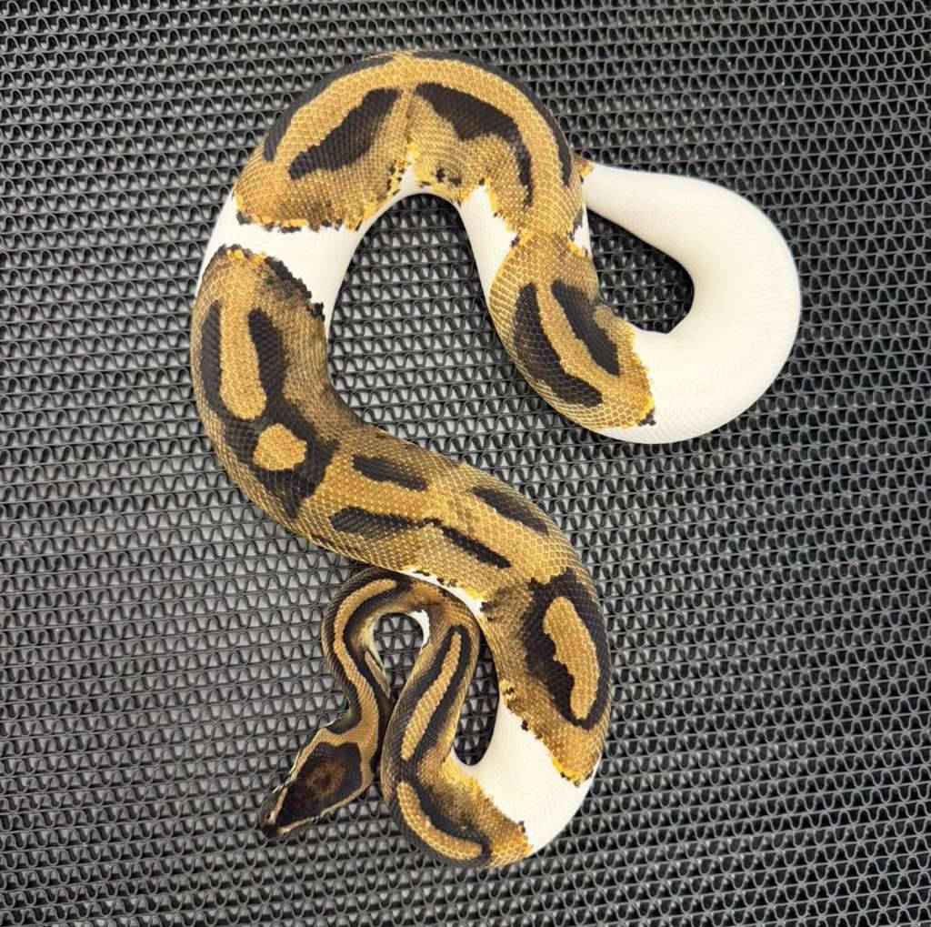od-mojave-pied-W9G05TXQ2B