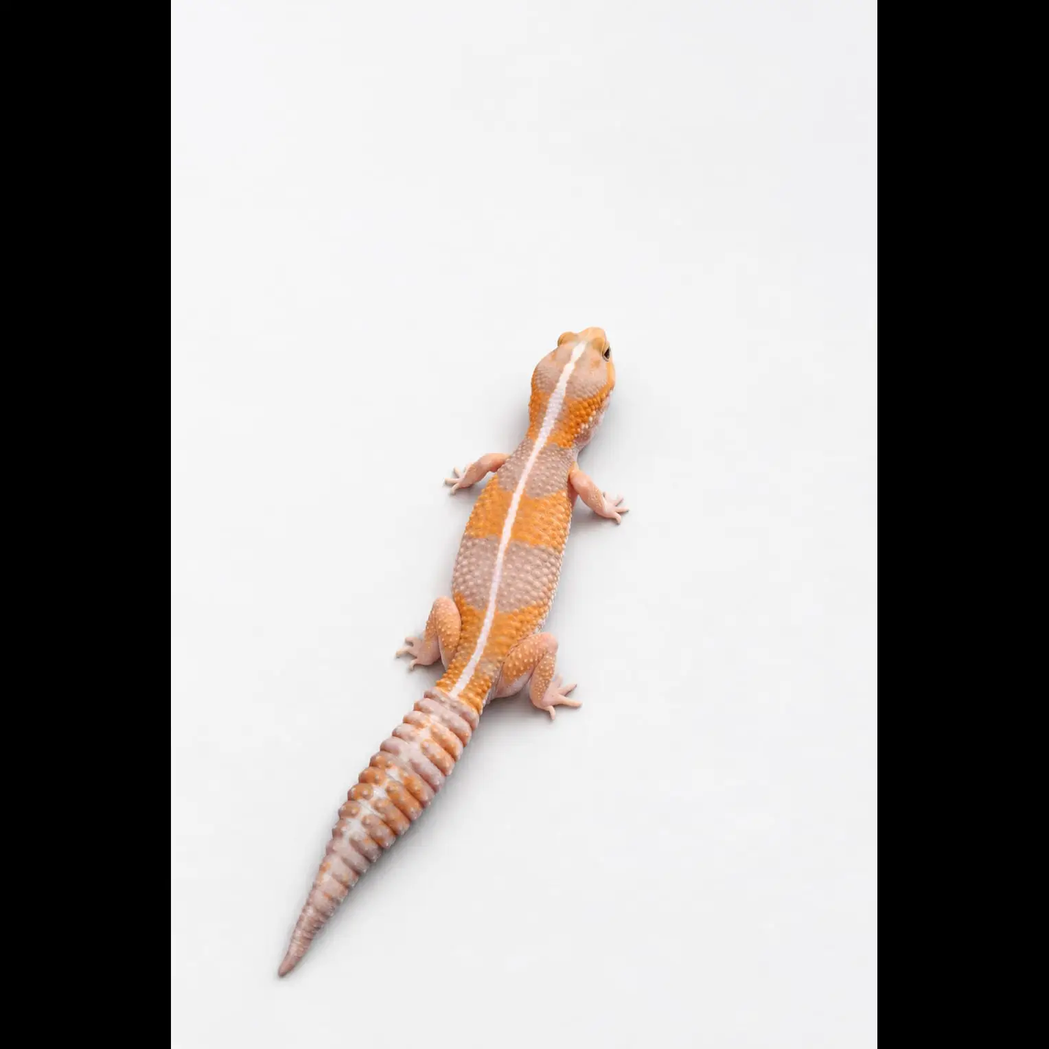 stripe-amel-het-patty-4ICJE8TXC1