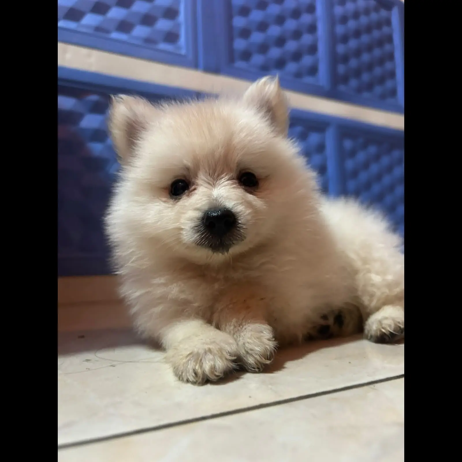 adopsi-pomeranian-betina-2-bulan-sudah-vaksin-VBIUY9DEKY