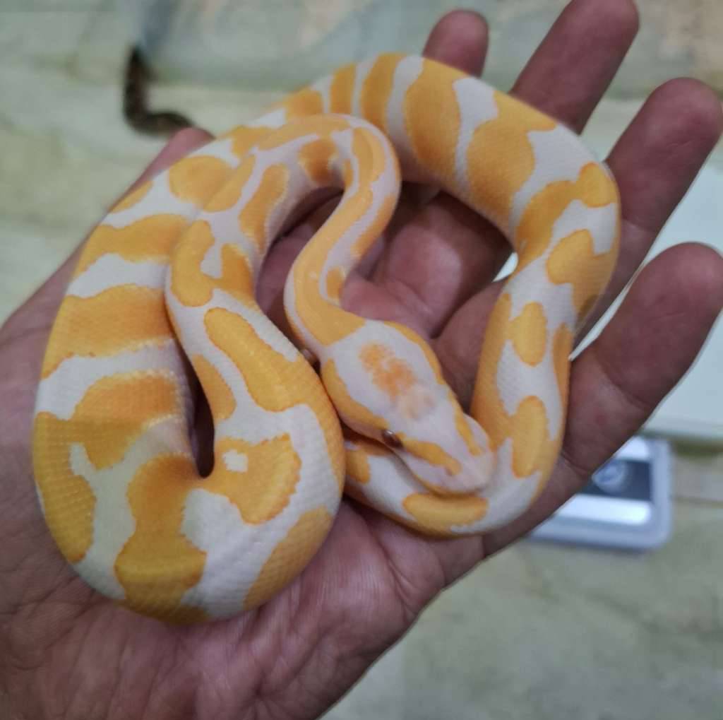 lavender-het-pied-D4S1YCHEF8