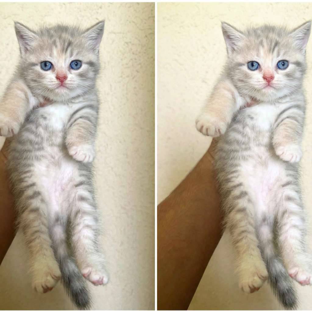 kucing-kitten-british-shorthair-golden-blue-tabby-pure-YTOEUHTQ02