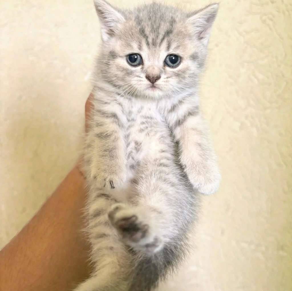 kucing-kitten-british-shorthair-silver-tabby-kucing-whiskas-H6U1CYOZV7