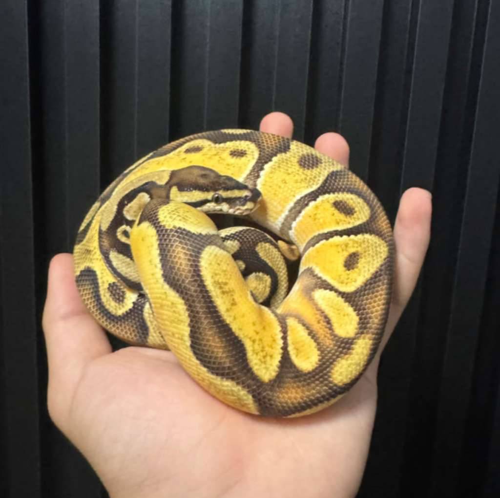 orange-dream-yellow-belly-het-pied-het-g-stripe-poss-super-orange-dream-KOW5XQG58W