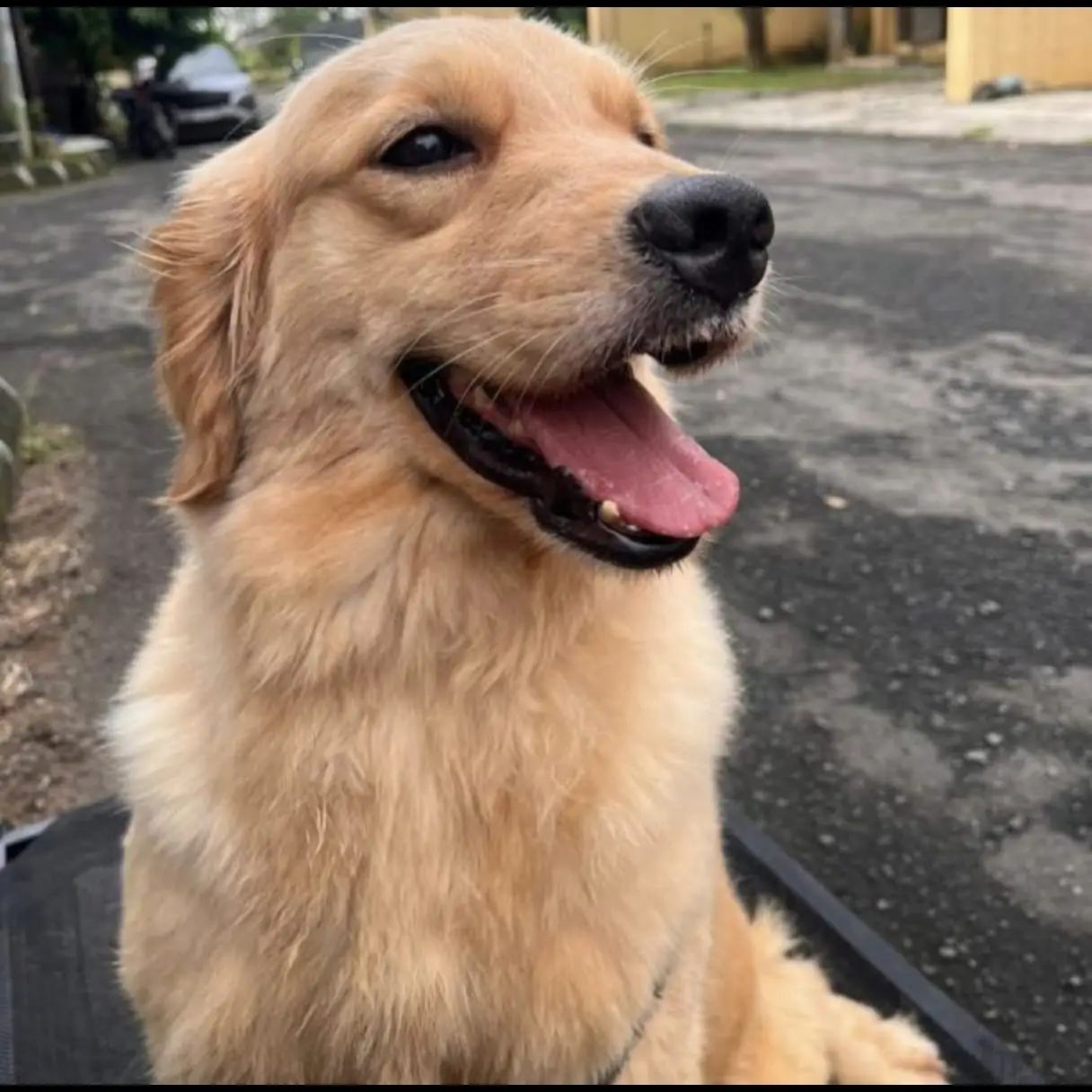 open-adopt-golden-retriever-betina-25-thn--trained-sudah-disekolahkan-vaksin-lengkap-TIK2QUB0XD