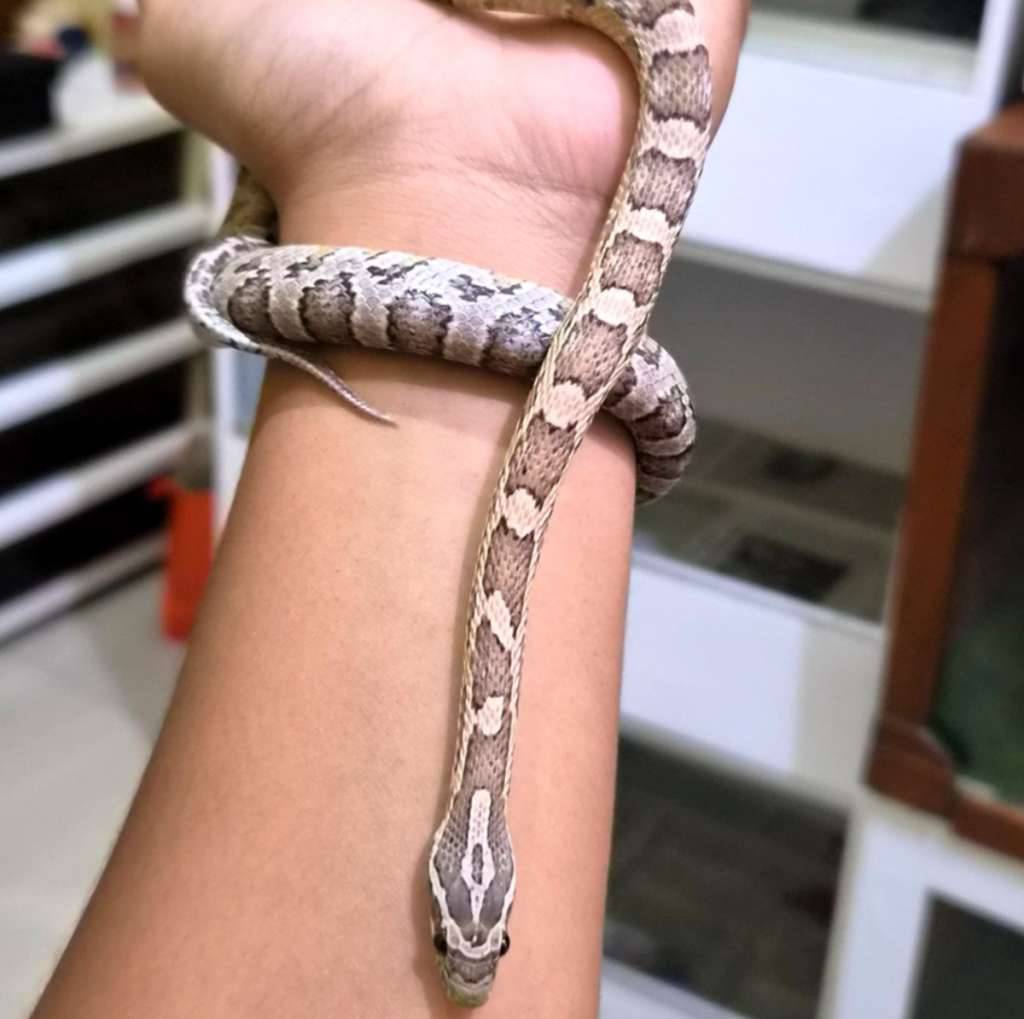 corn-snake-anery-V7HGW5ARIK