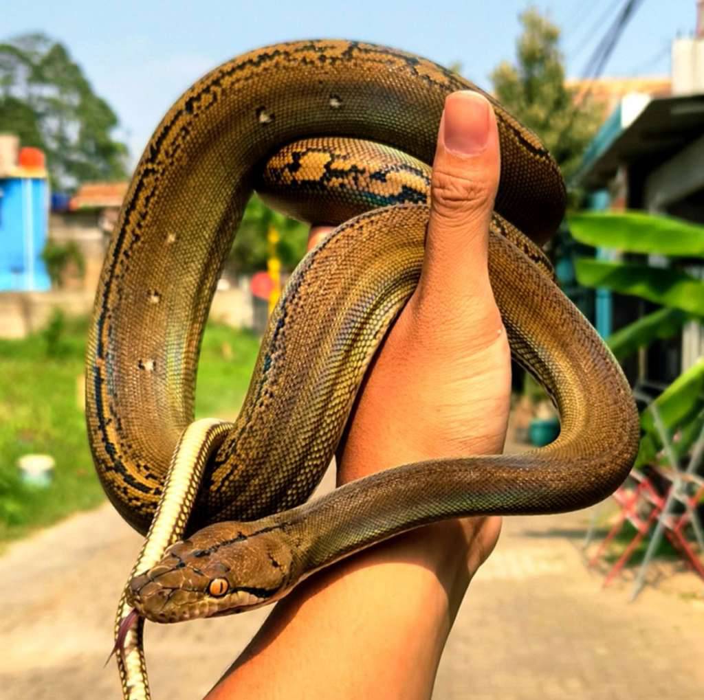 retic-golden-child-HSH6U9FXE3