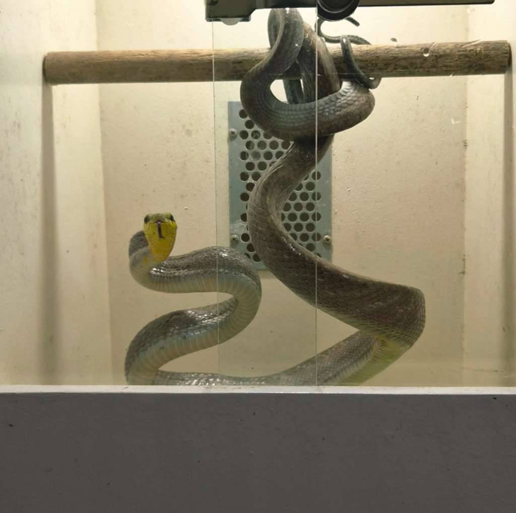 gonyosoma-silver-phase-Y2BSMJCK39