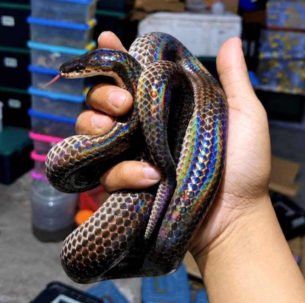 xenopeltis-unicolor-M7QL7S330A