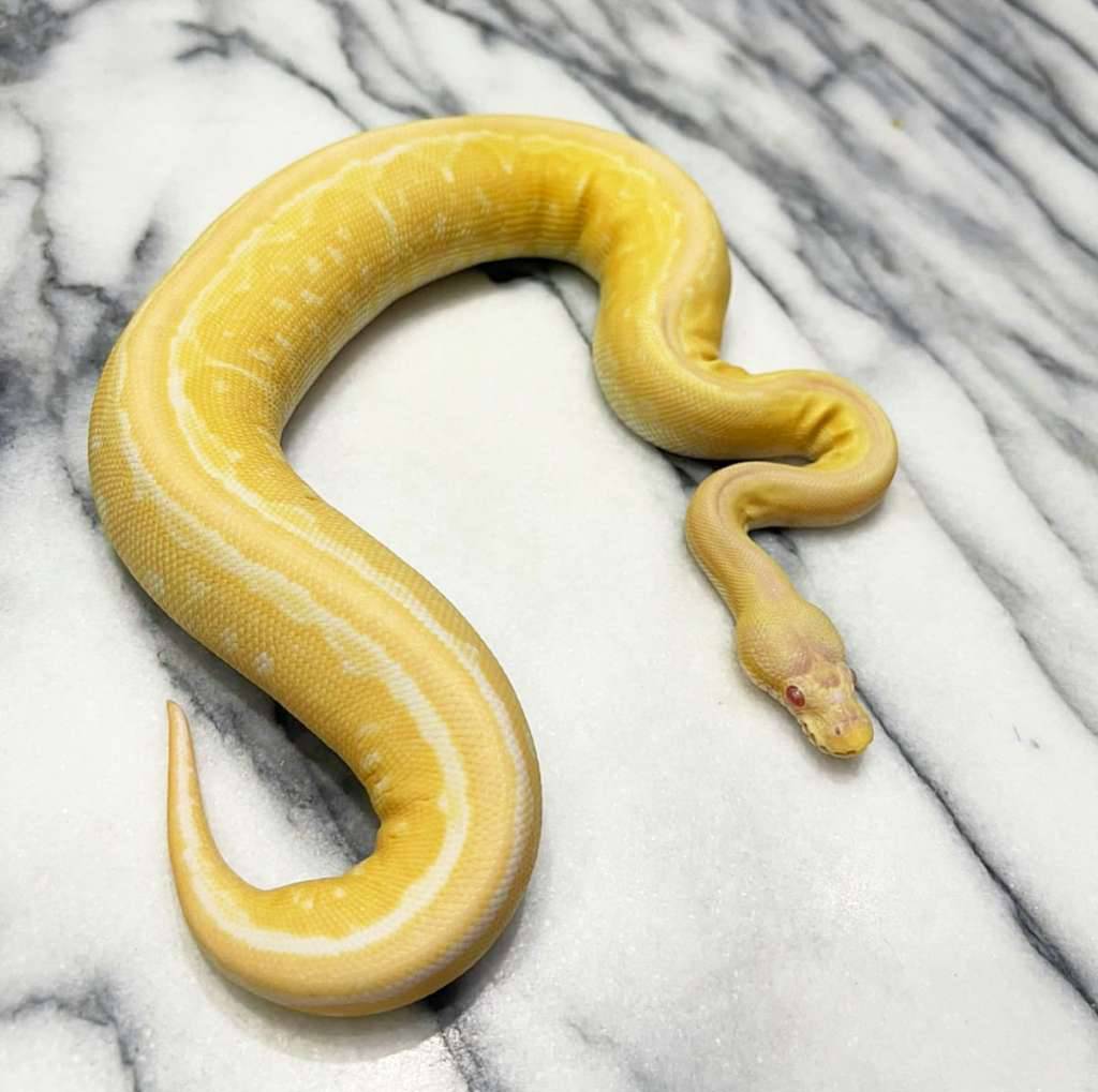 ballpython-albino-leopard-pinstripe-ILIYKY08SJ