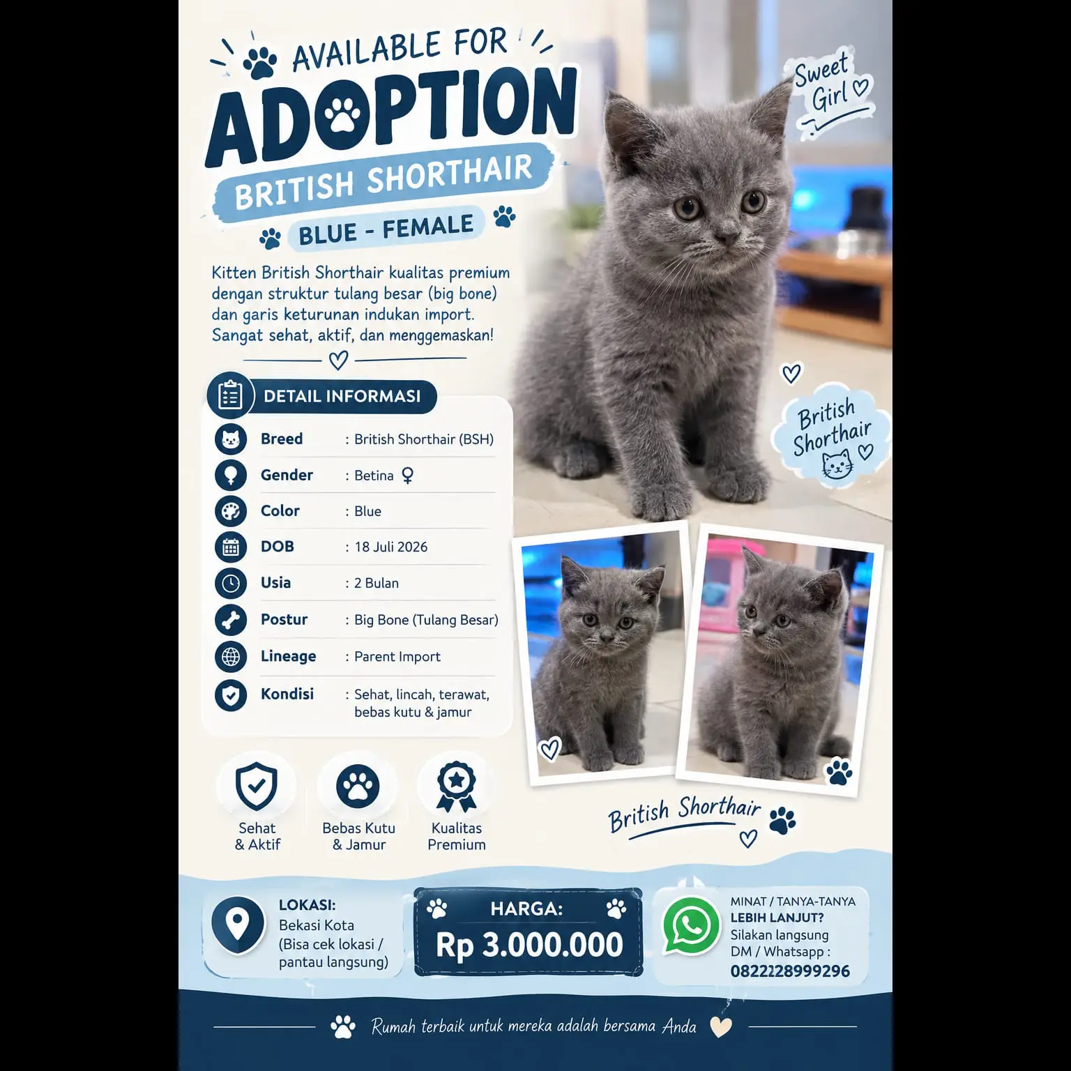 2-bulan-female-british-shorthair-pure-solid-blue-dob-juli-2026-2VI20VOS0F