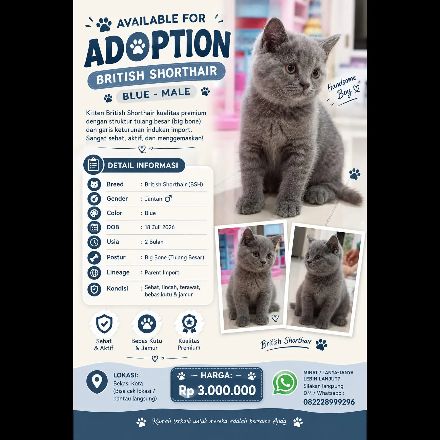 2-bulan-male-british-shorthair-pure-solid-blue-dob-juli-2026-74C46BUUDY