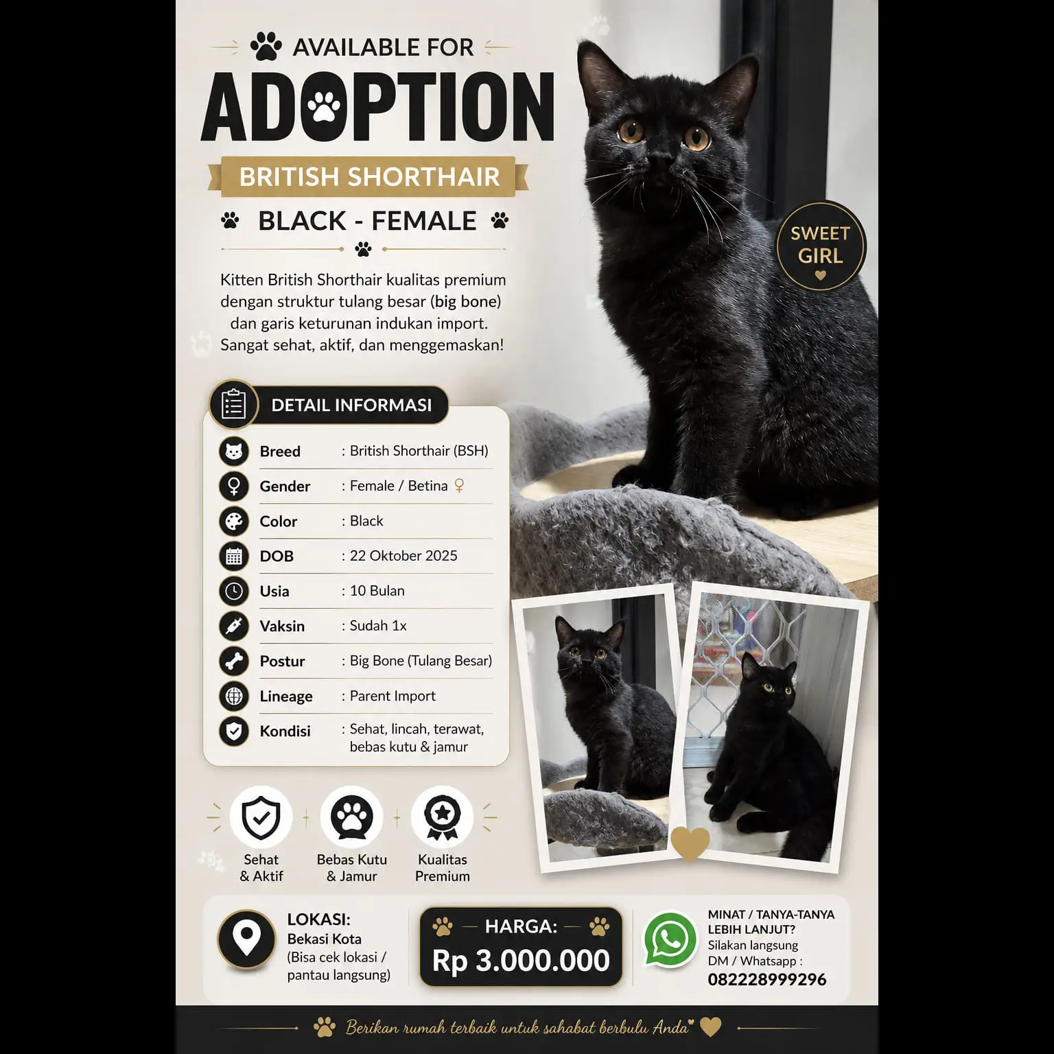 female-british-shorthair-pure-solid-blue-dob-oktober-2025-WW6F5HFMO6