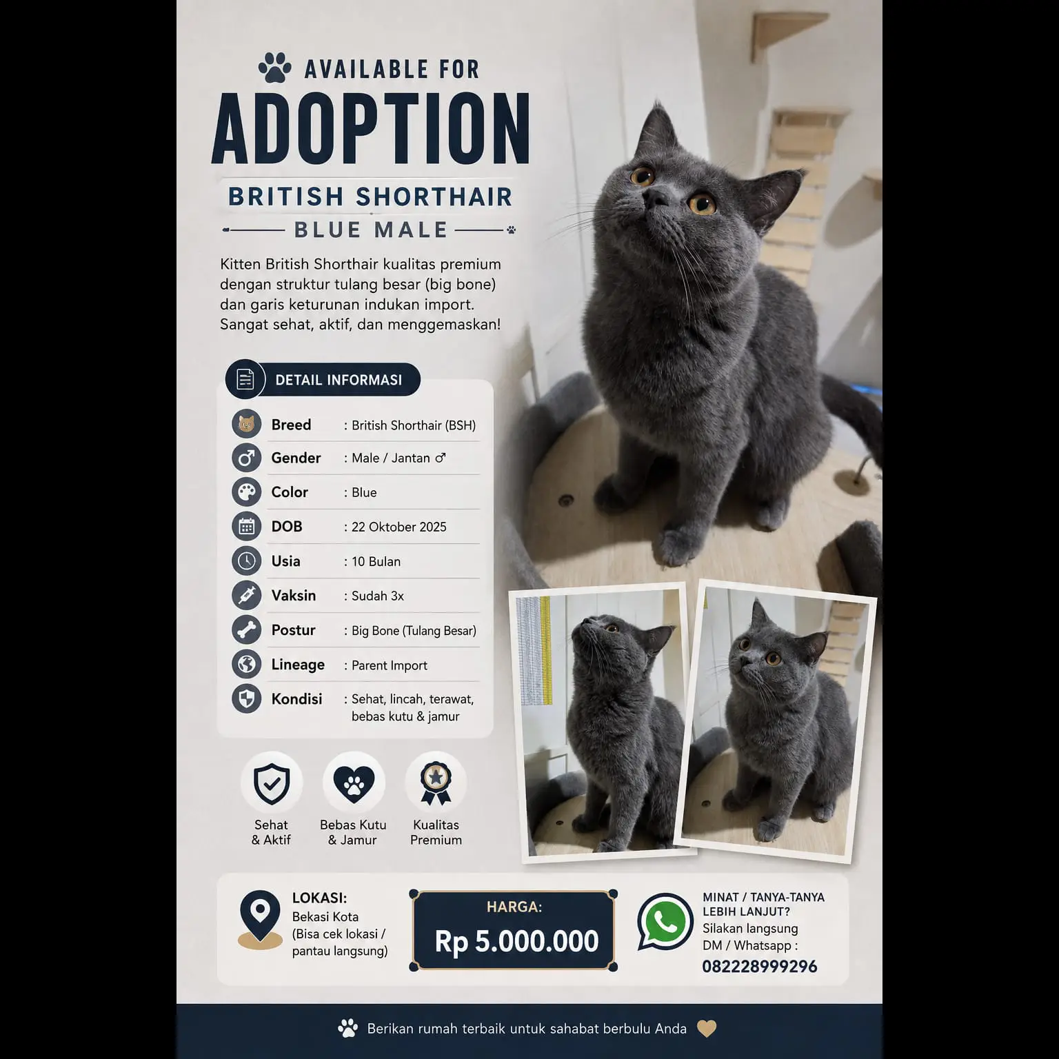 male-british-shorthair-solid-blue-dob-oktober-2025-QCTIW4E0EC