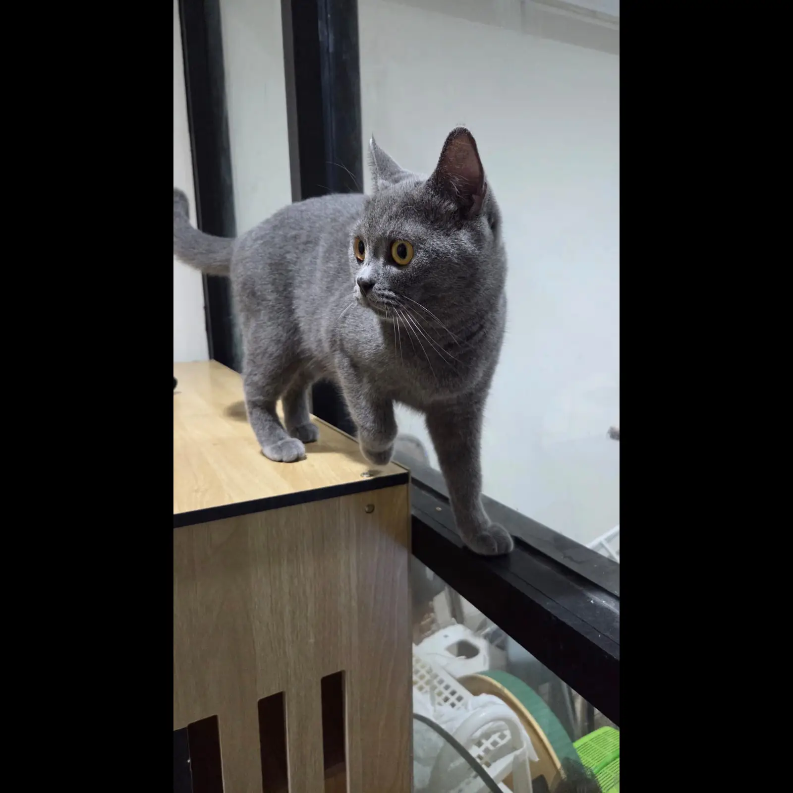 2-tahun-indukan-british-shorthair-pure-solid-blue-dob-juli-2024-W4UCAEVSS6
