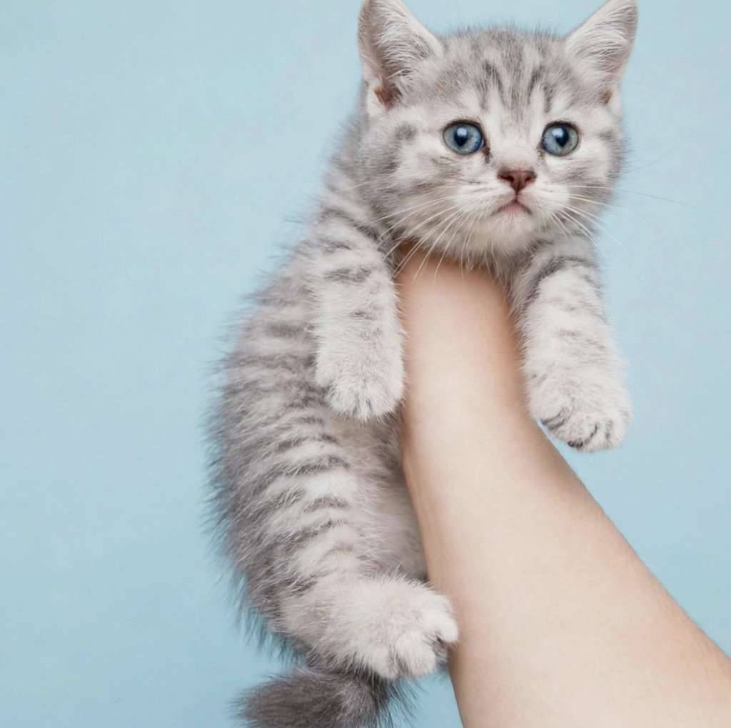kucing-kitten-british-shorthair-silver-tabby-M7IDZUM2FL
