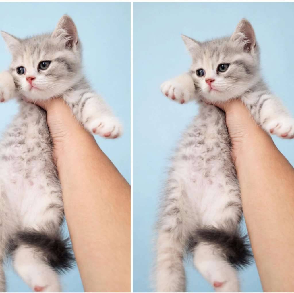 kucing-kitten-british-shorthair-blue-tabby-NLMGLE5MEB